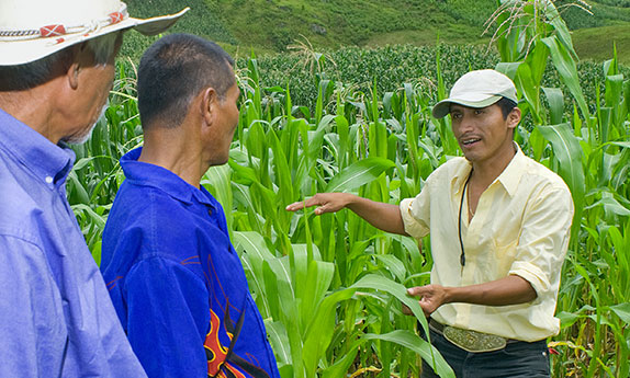 Three farmers discuss crops in a field 
