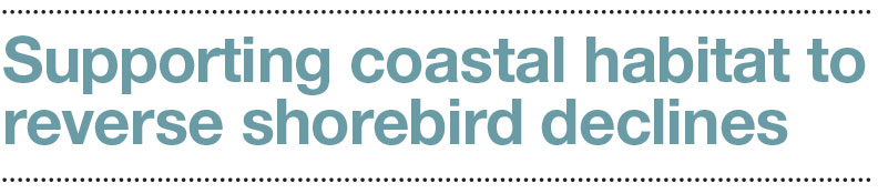 supporting coastal habitat to reverse shorebird declines