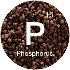 phosphorous image